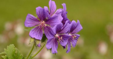 planten muggen afweren