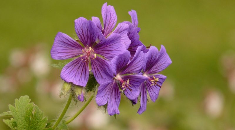 planten muggen afweren