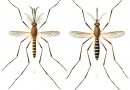 Soorten muggen in Nederland