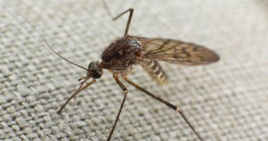Muggen overlast